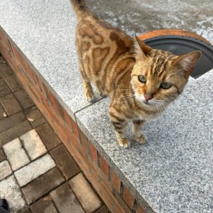 고양이 구조 벵갈캣 대구광역시 달서구