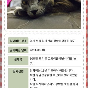 고양이를 찾습니다 고양이 전단지