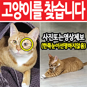 고양이를 찾습니다 고양이 전단지