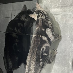 고양이 주인을 찾습니다 아메리칸쇼트헤어 전라북도 익산시