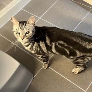 고양이 주인을 찾습니다 아메리칸쇼트헤어 전라북도 익산시