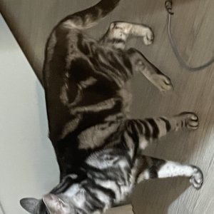 고양이 주인을 찾습니다 아메리칸쇼트헤어 전라북도 익산시