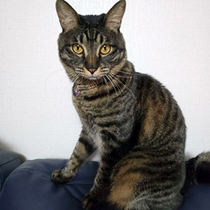고양이를 찾습니다 고양이 전단지
