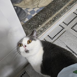 고양이실종분실 충청남도 논산시
