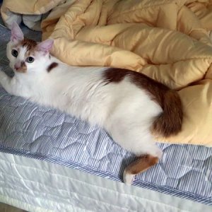 고양이를 찾습니다 코리아쇼트헤어 서울특별시 관악구