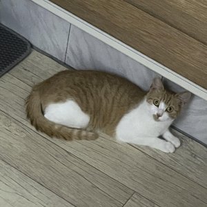 고양이실종분실 전라북도 익산시