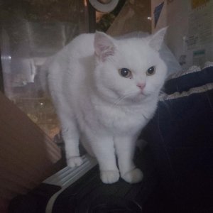 고양이 주인을 찾습니다 터키시앙고라 서울특별시 종로구