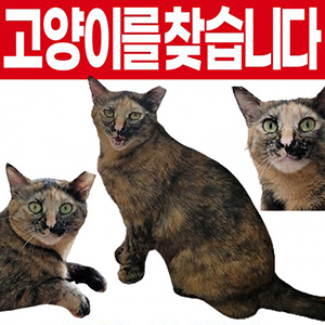 고양이를 찾습니다 코리아쇼트헤어 경기도 안산시 상록구