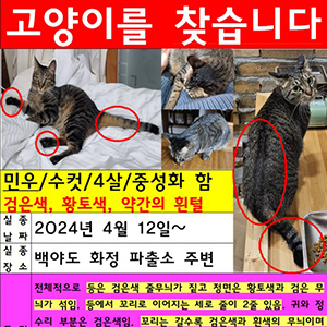 고양이실종분실 전라남도 여수시