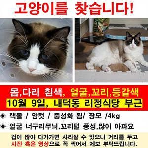 고양이실종분실 충청북도 청주시 청원구