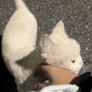 고양이 주인을 찾습니다 기타묘종 경기도 화성시
