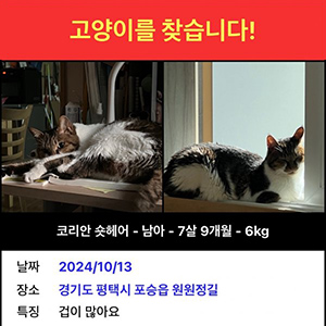 고양이실종분실 경기도 평택시