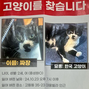 고양이실종분실 경기도 수원시 팔달구