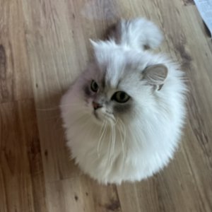 고양이를 찾습니다 페르시안 경기도 포천시