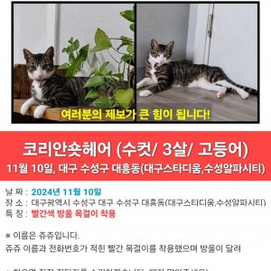고양이를 찾습니다 코리아쇼트헤어 대구광역시 수성구