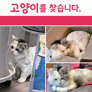 고양이실종분실 경기도 화성시