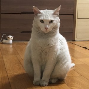 고양이를 찾습니다 코리아쇼트헤어 전라북도 전주시 덕진구