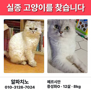 고양이실종분실 경기도 용인시 수지구