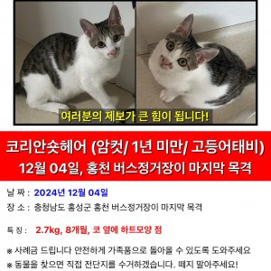 고양이를 찾습니다 코리아쇼트헤어 충청남도 홍성군