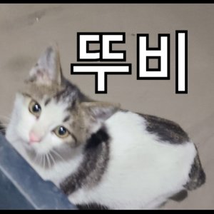 고양이를 찾습니다 코리아쇼트헤어 경기도 안산시 상록구