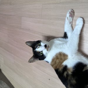 고양이를 찾습니다 코리아쇼트헤어 서울특별시 관악구