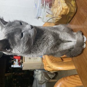 고양이를 찾습니다 고양이 전단지