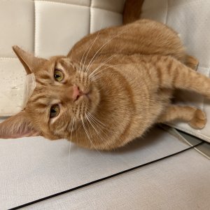 고양이를 찾습니다 고양이 전단지