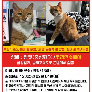 고양이를 찾습니다 코리아쇼트헤어 부산광역시 북구