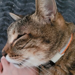 고양이를 찾습니다 고양이 전단지