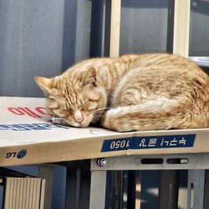 고양이를 찾습니다 기타묘종 경기도 이천시