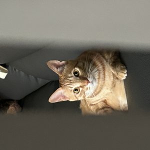 고양이를 찾습니다 고양이 전단지