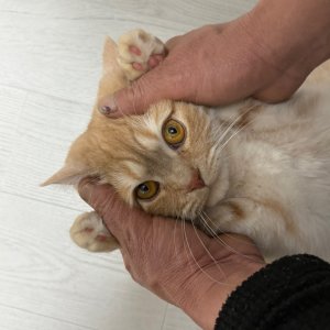 고양이를 찾습니다 고양이 전단지