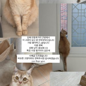 고양이실종분실 경상남도 김해시