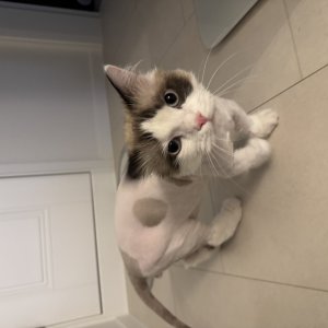 고양이를 찾습니다 고양이 전단지