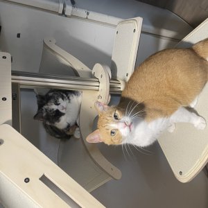 고양이를 찾습니다 고양이 전단지