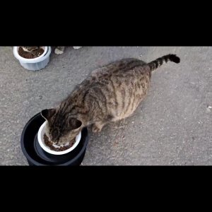 고양이를 찾습니다 고양이 전단지
