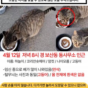 고양이실종분실 경기도 동두천시