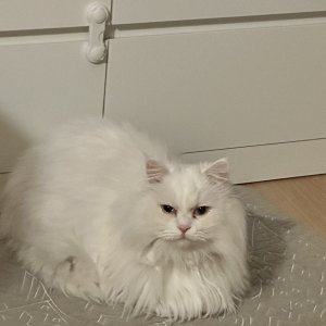 고양이실종분실 충청남도 논산시