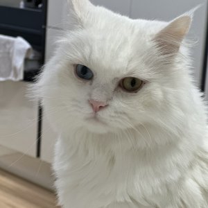 고양이를 찾습니다 고양이 전단지