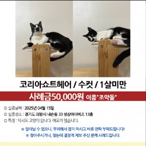 고양이실종분실 경기도 의왕시