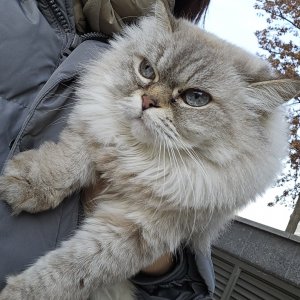 고양이를 찾습니다 고양이 전단지