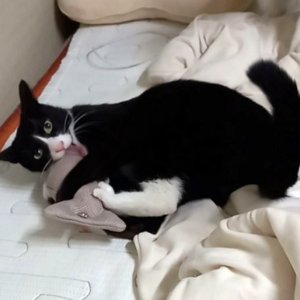 고양이를 찾습니다 코리아쇼트헤어 서울특별시 노원구