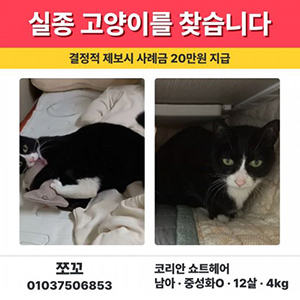 고양이실종분실 코리아쇼트헤어 서울특별시 노원구