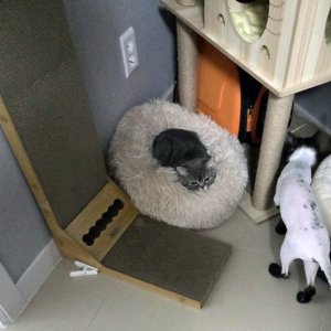고양이를 찾습니다 브리티시쇼트헤어 경기도 고양시 덕양구