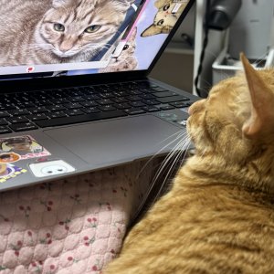 고양이를 찾습니다 고양이 전단지