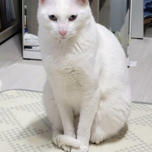 고양이를 찾습니다 믹스묘 전라북도 김제시