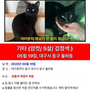 고양이실종분실 대구광역시 동구