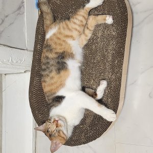 고양이를 찾습니다 고양이 전단지
