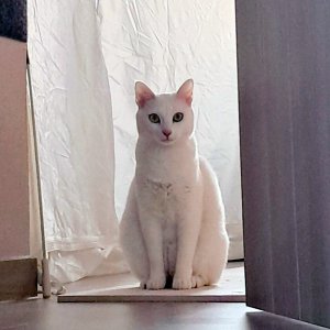 고양이를 찾습니다 코리아쇼트헤어 인천광역시 부평구