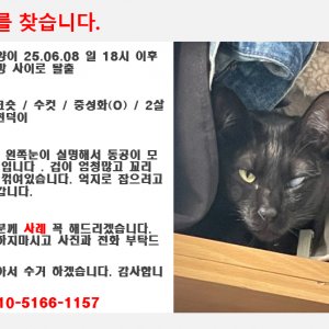 고양이실종분실 경상북도 경산시